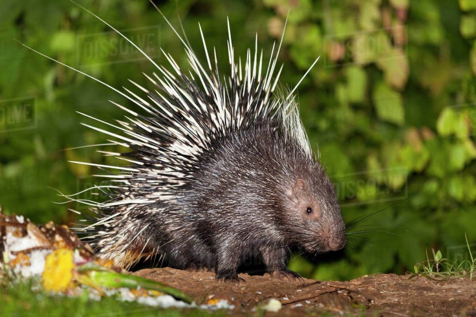 Индийский Дикобраз hystrix Indica