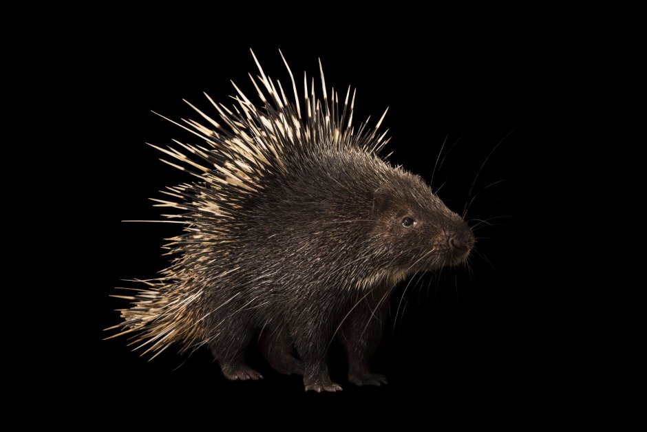 Пимпла-древесный Дикобраз