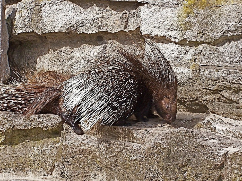 Индийский Дикобраз hystrix Indica