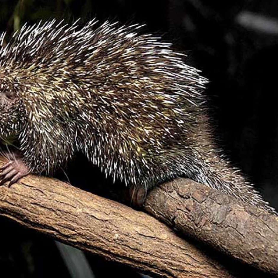Пимпла-древесный Дикобраз