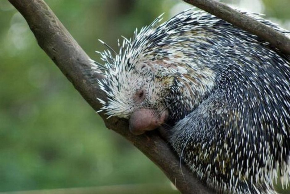 Гребенчатый Дикобраз