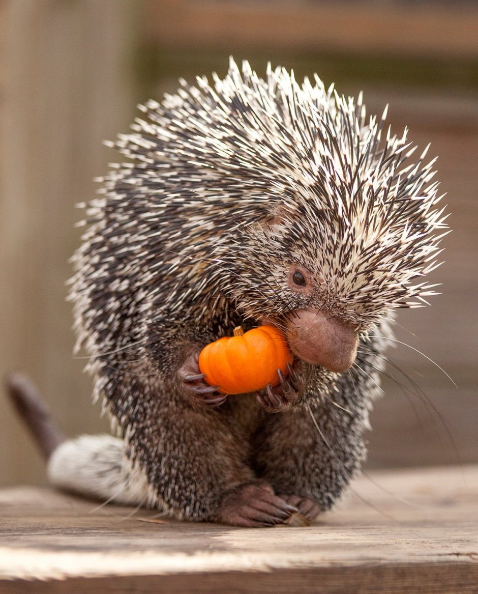 Куанду древесный Дикобраз