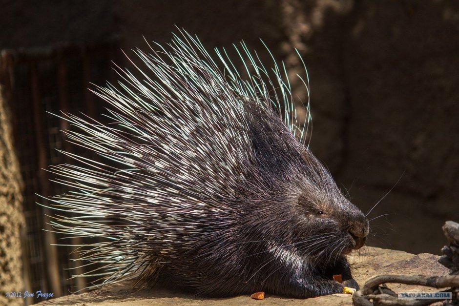 Пушистый Дикобраз