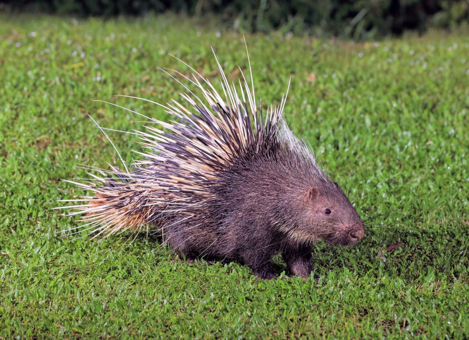 Североамериканский Дикобраз