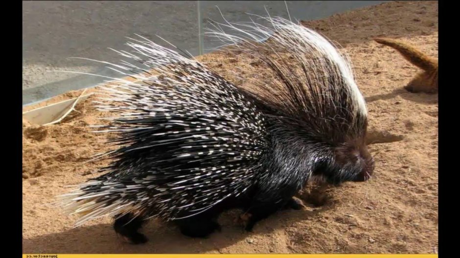 Еда дикобраза