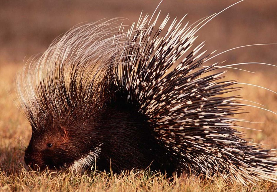 Бразильский Дикобраз