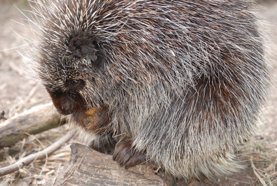 Хохлатый Дикобраз
