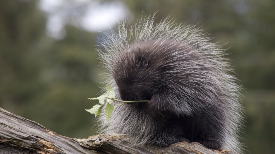 Маленький Дикобраз