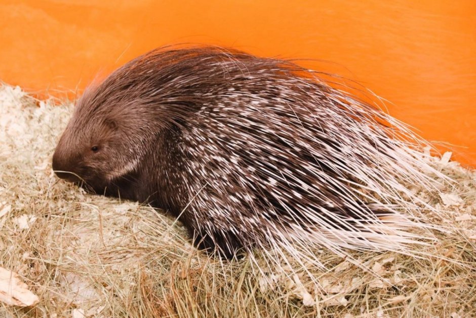 Африканский хохлатый Дикобраз