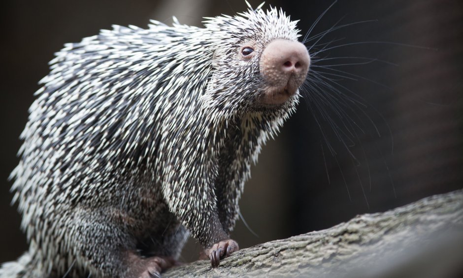 Цепкохвостый Дикобраз