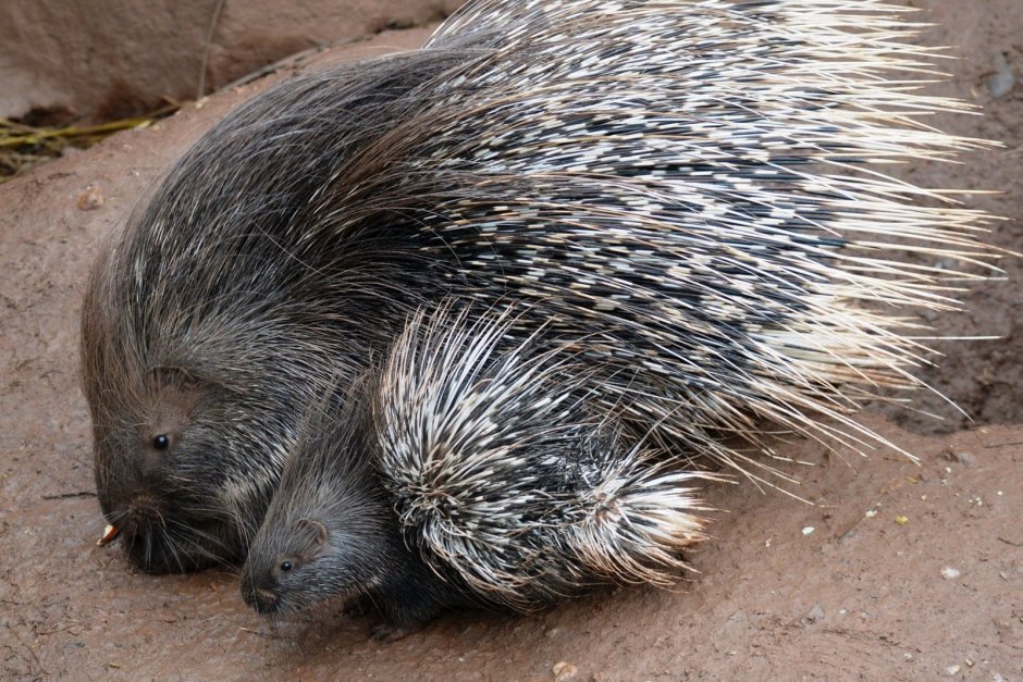 Суматранский Дикобраз