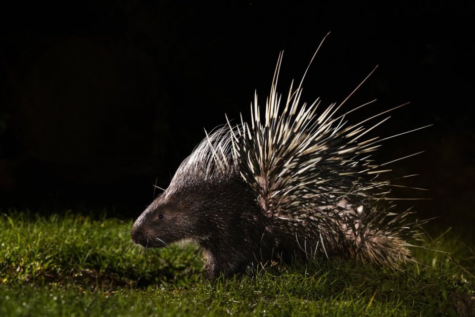 Дикобраз фото смешные