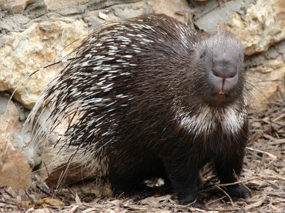 Пимпла-древесный Дикобраз