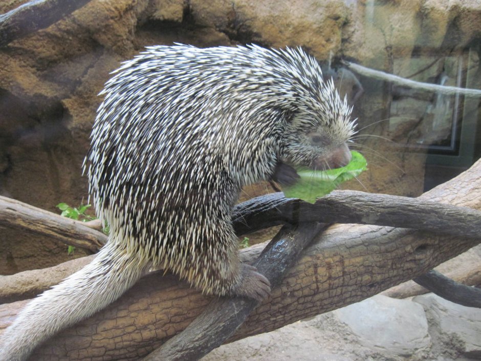 Prehensile-tailed Porcupine