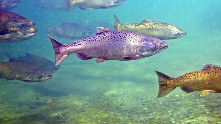 Чавыча Oncorhynchus tshawytscha