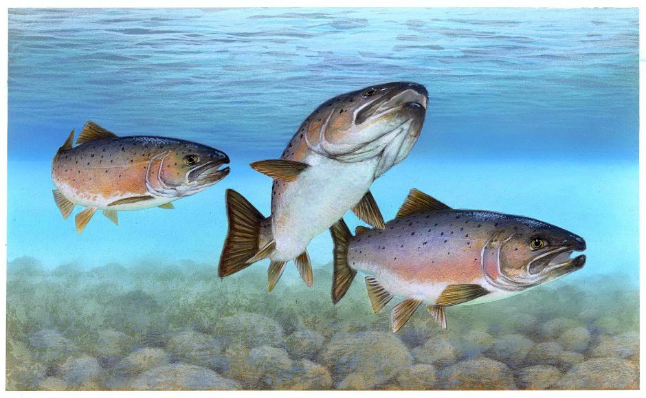 Атлантический лосось Salmo Salar