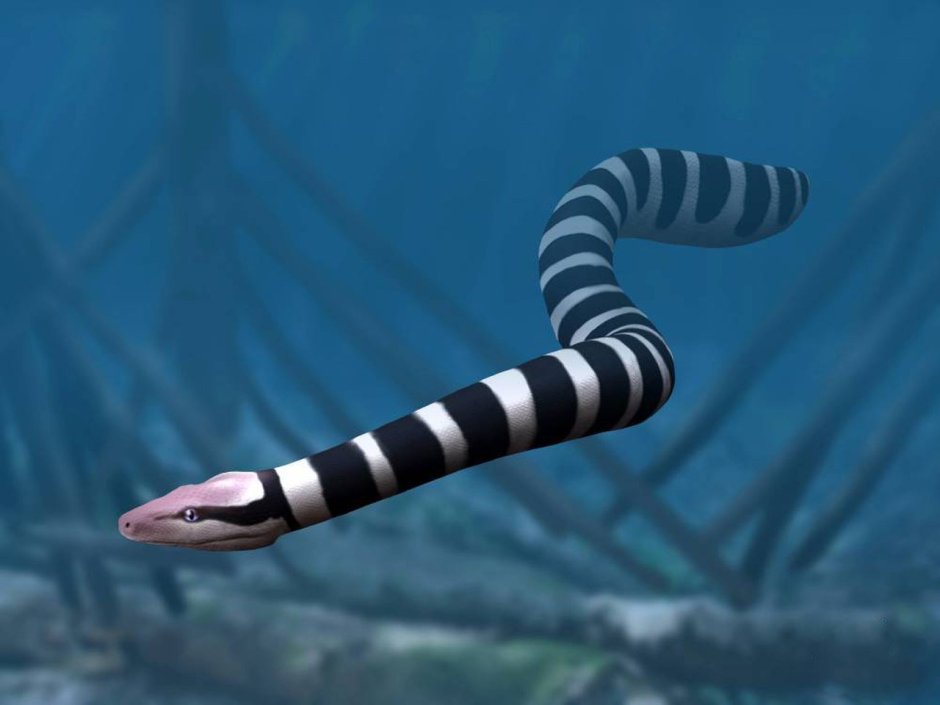 Palaeophis colossaeus