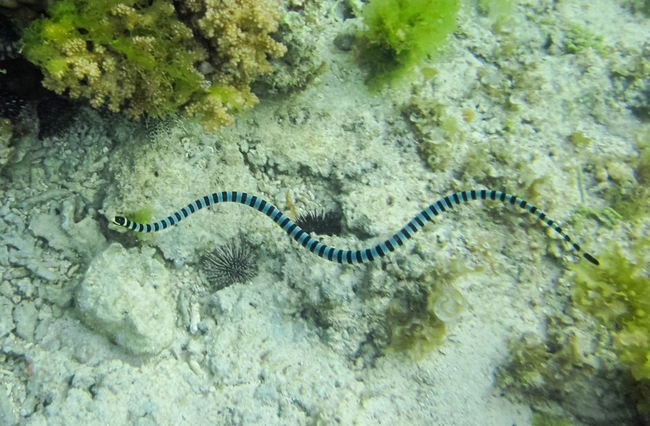 Ужевидный морской Крайт