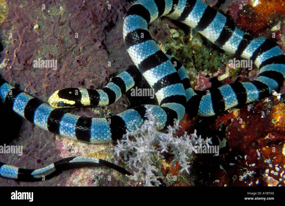 Морские змеи Утриш