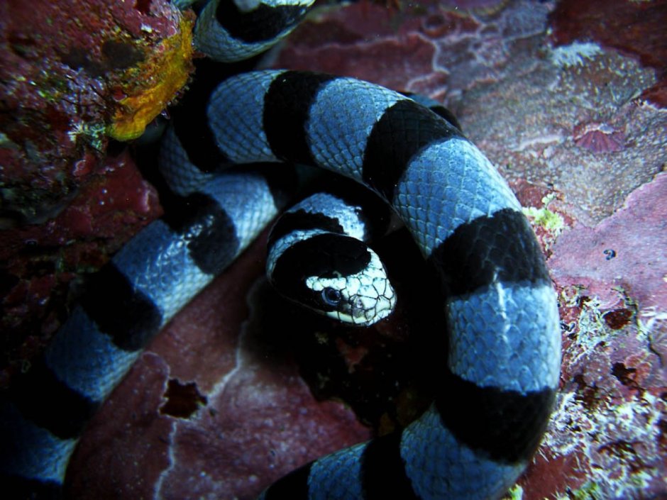 Малайский Крайт змея