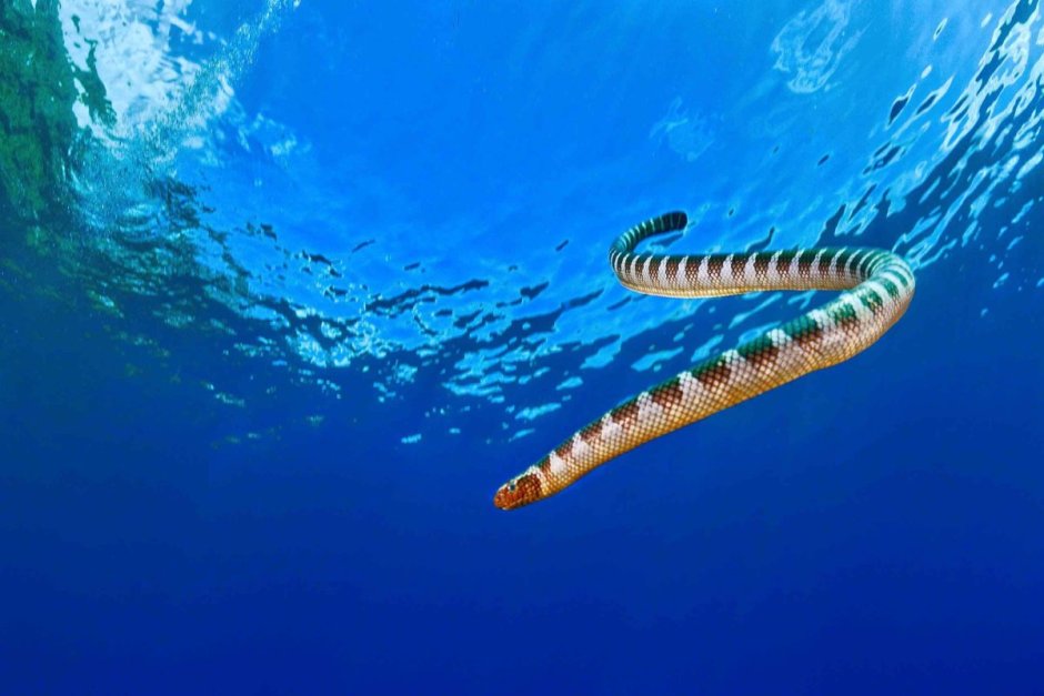 Ластохвост Белчера