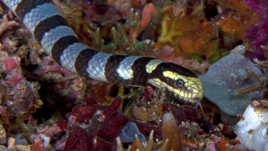 Ужевидный морской Крайт