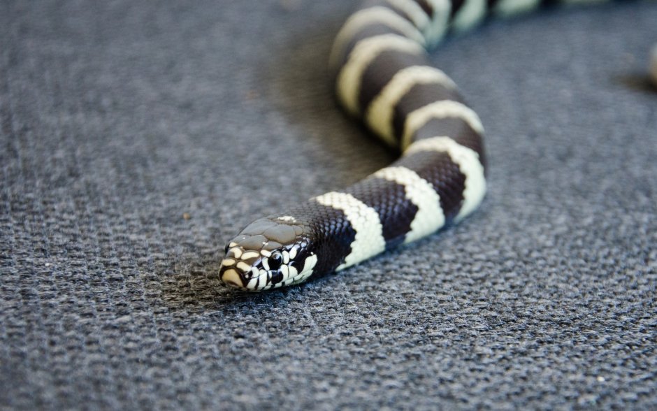 Полосатые змеи