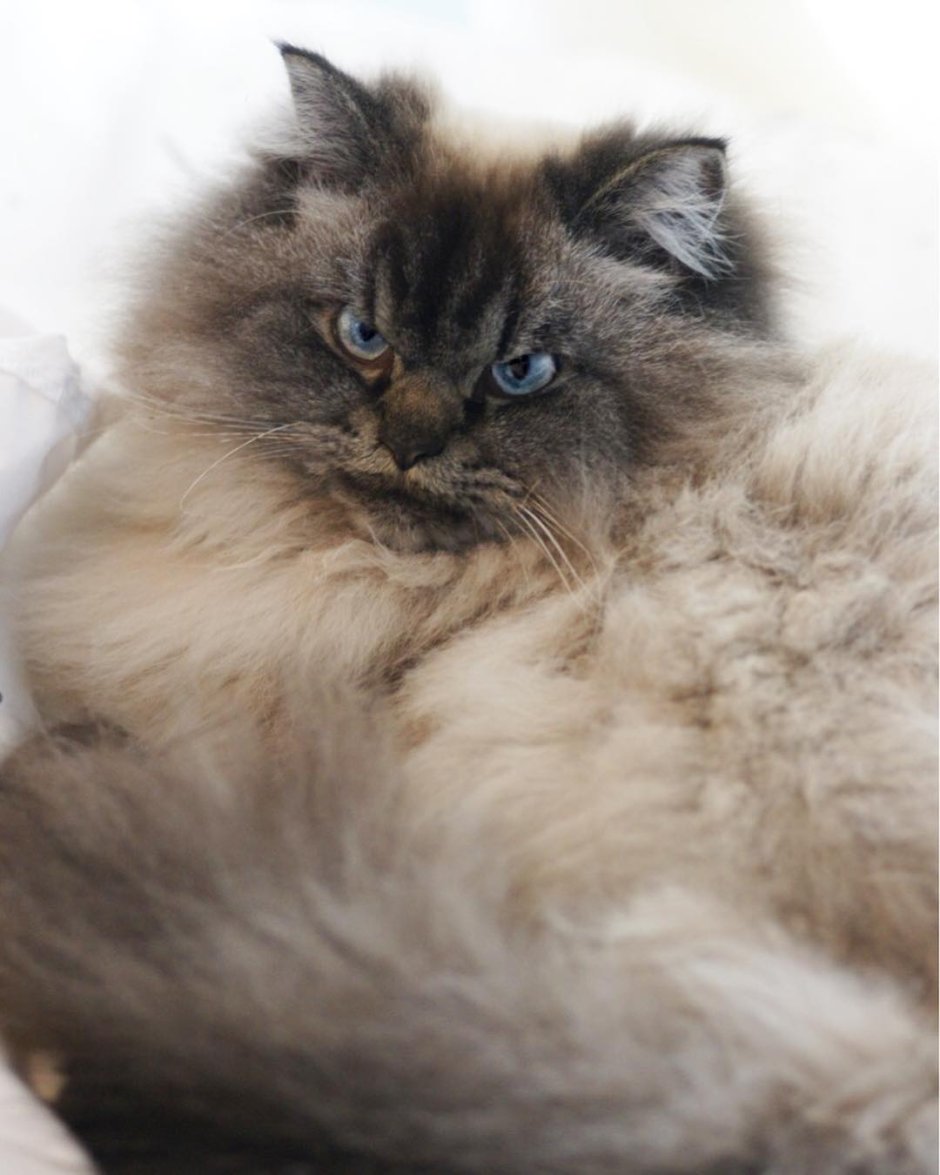 Кот Мерлин Рэгдолл