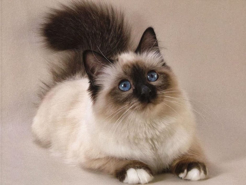 Сиамская Балинезийская кошка