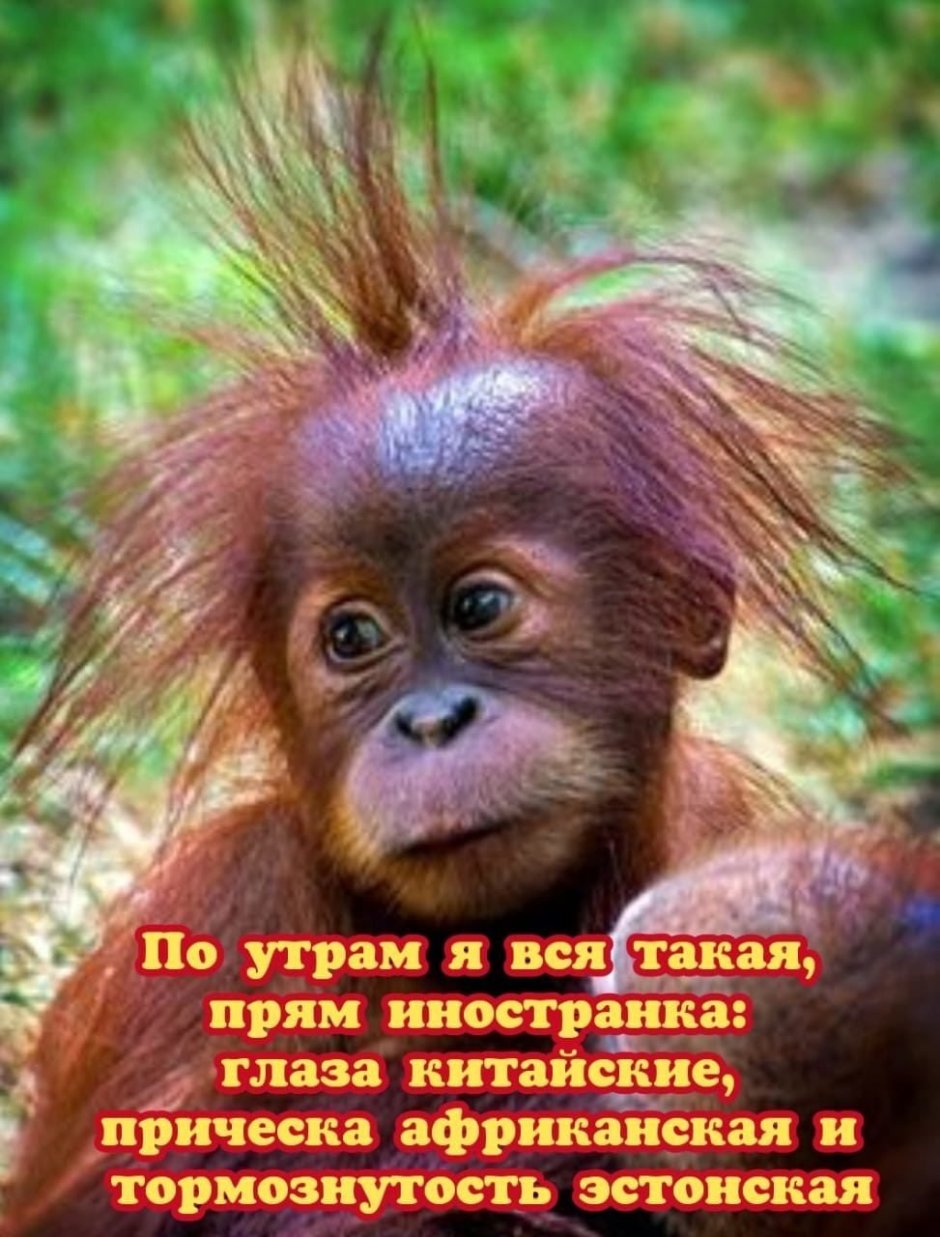 Спящие мартышки