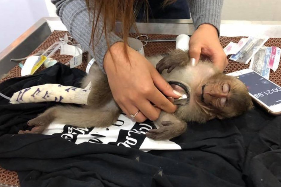 Обезьянка с кофе
