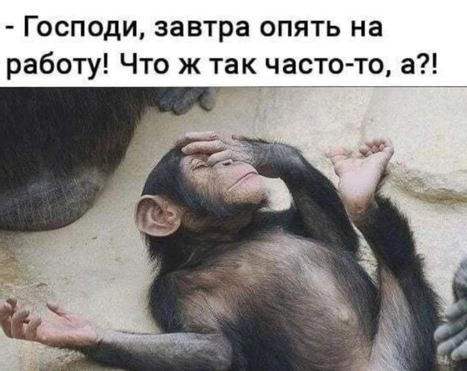 Обезьяна засыпает