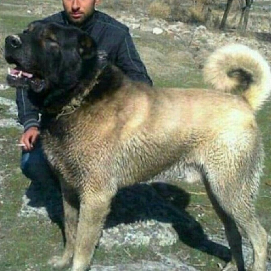 Кангал тигровый