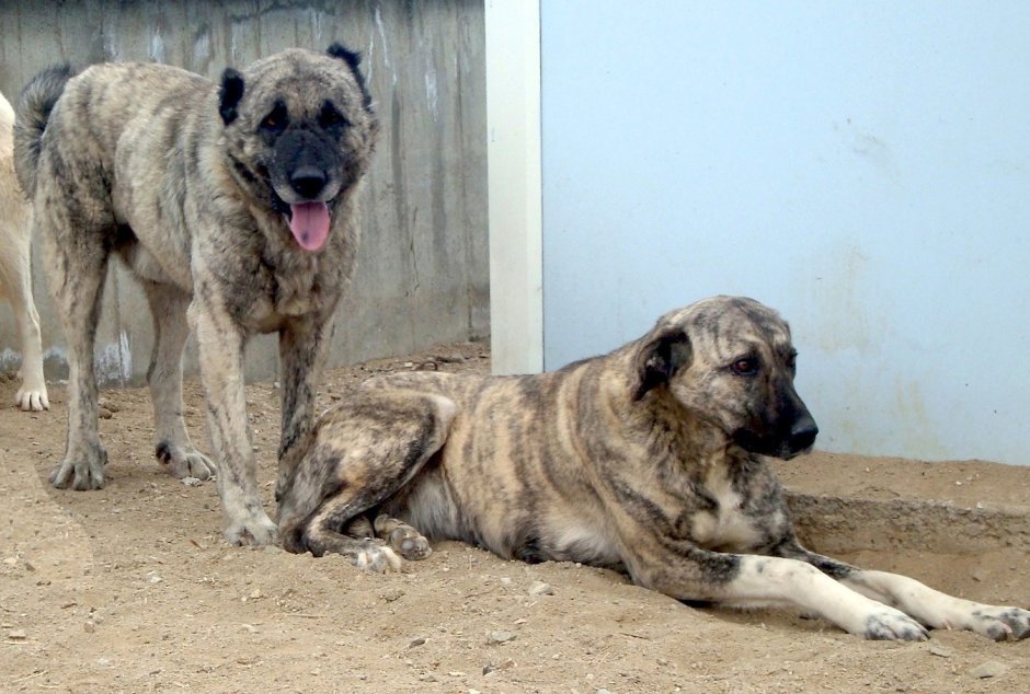 Аксарийский Малаклы