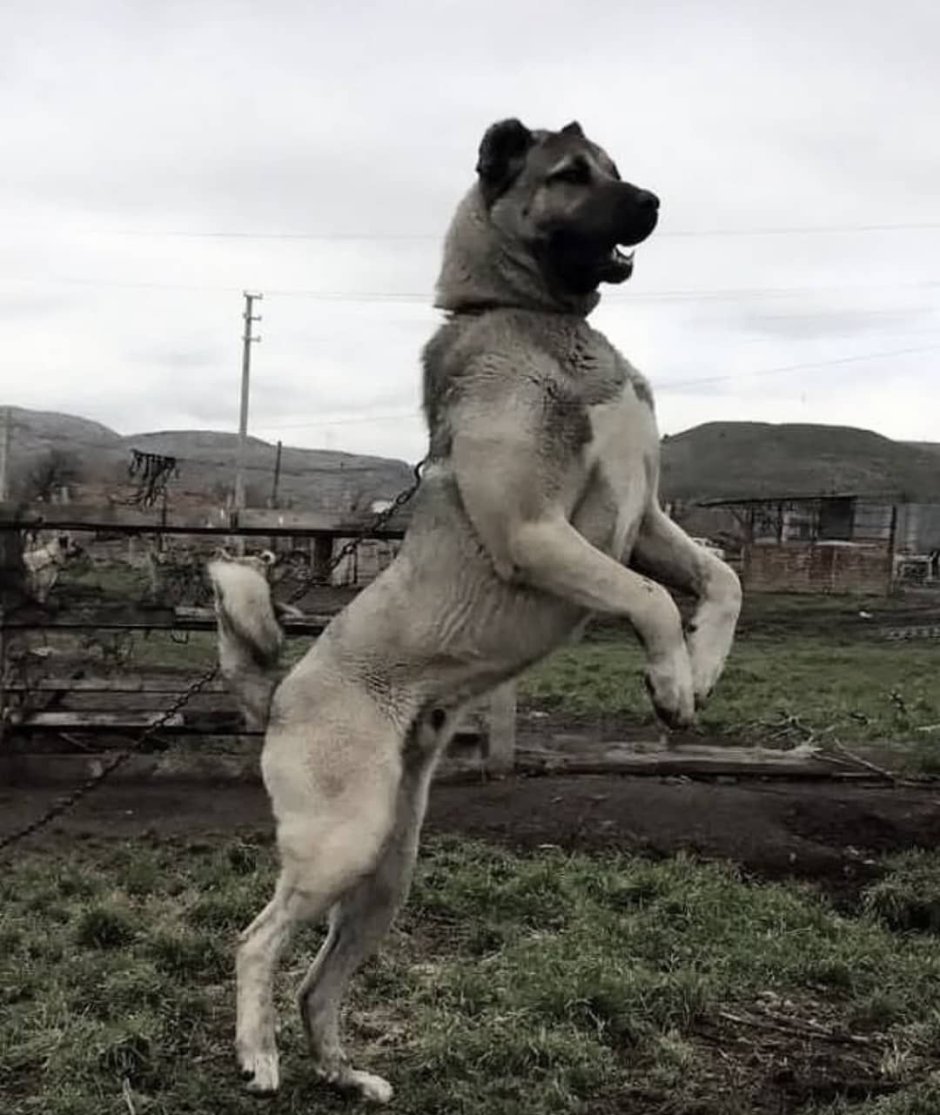 Кангал итлари