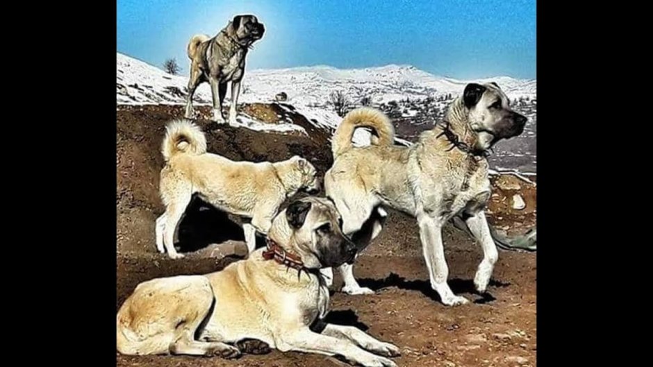 Осетинский мастиф