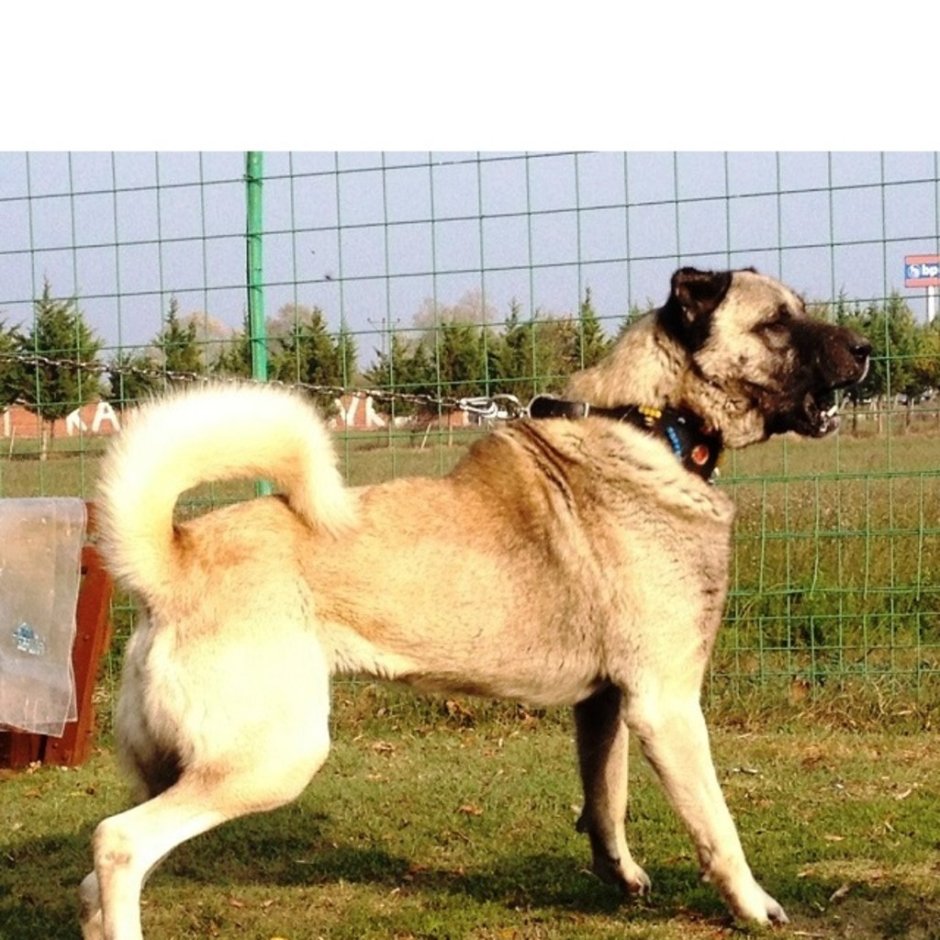 Сивас кангал