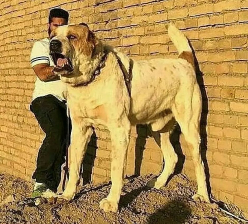 Питбуль и алабай стоят рядом