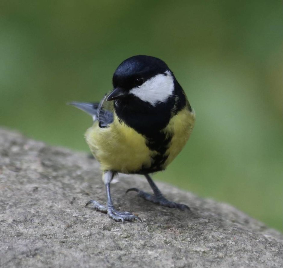 Большая синица Parus Major