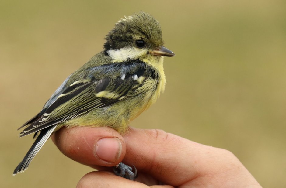 Pardaliparus venustulus