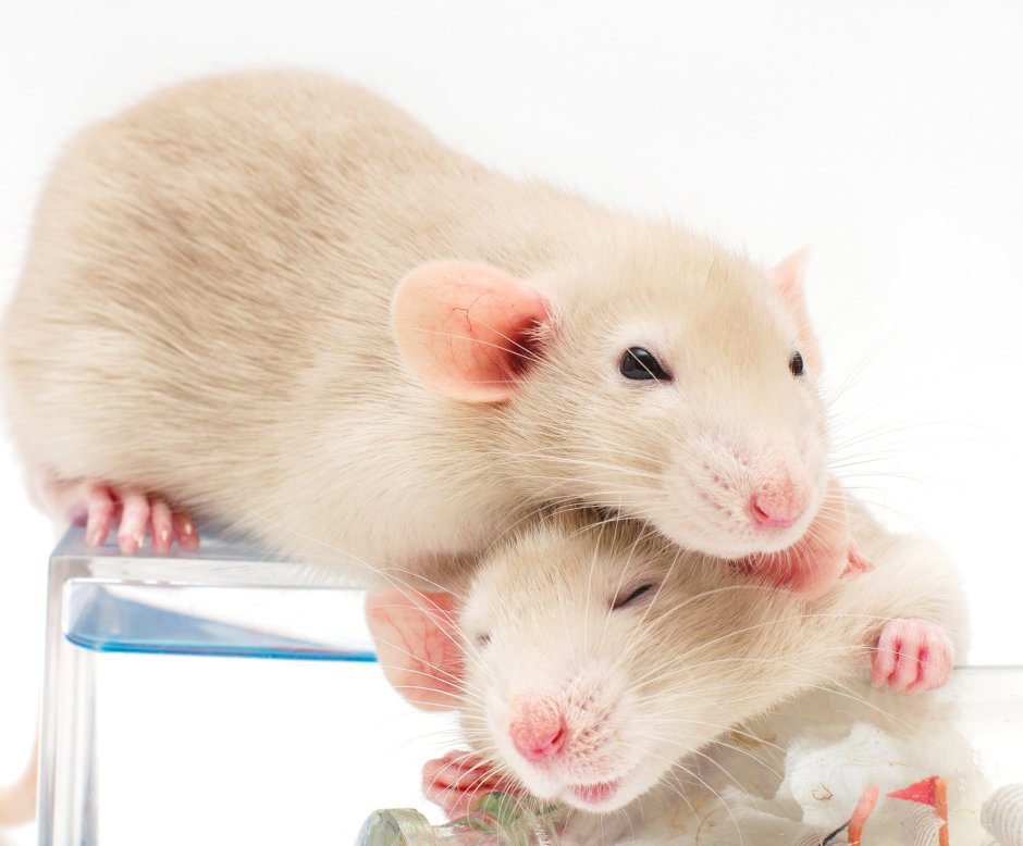 Souris Blanche