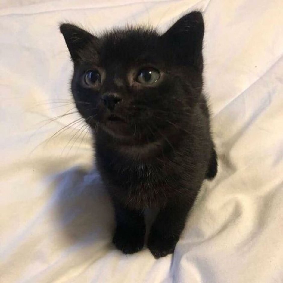 Шотландский скоттиш страйт черный