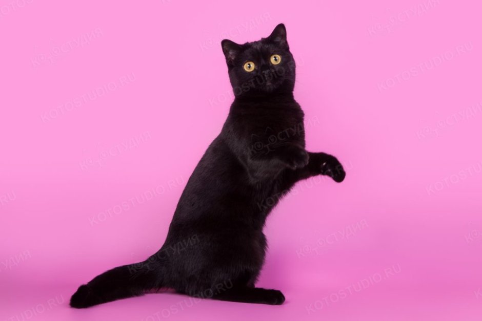 Шотландский скоттиш страйт
