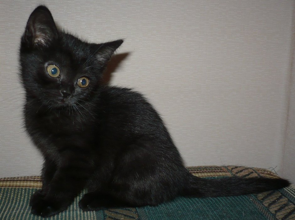 Британский прямоухий кот черный