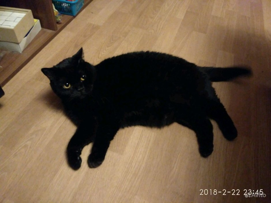 Шотландская прямоухая котенок черный