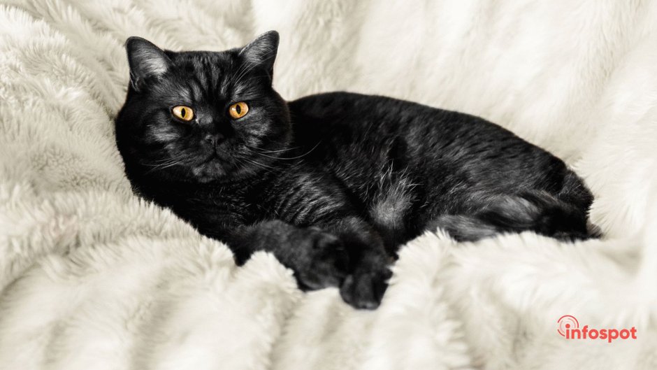 Шотландский прямоухий котенок черный