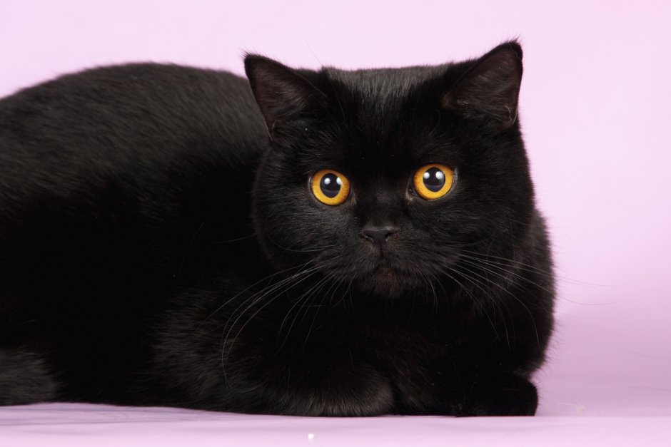 Шотландская прямоухая котенок черный