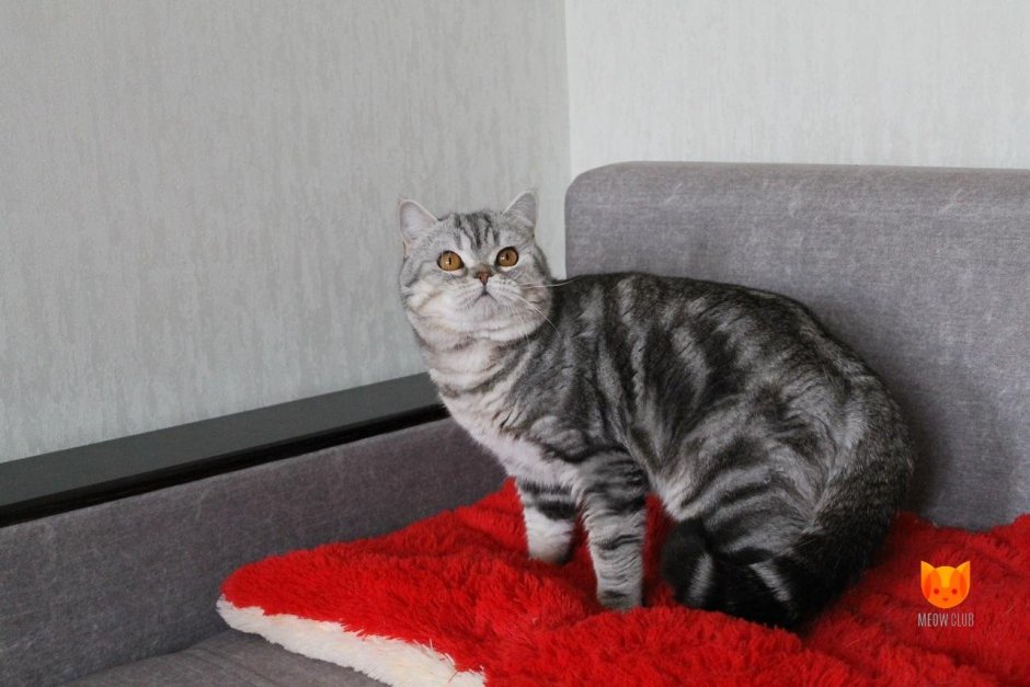 Шотландская прямоухая короткошерстная черная