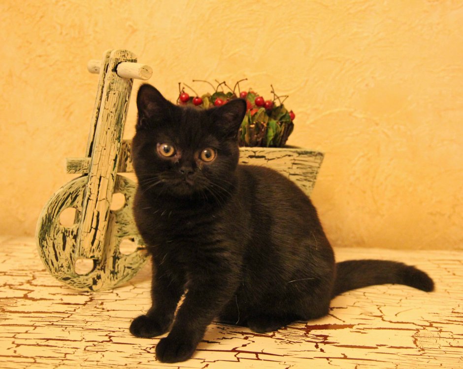 Шотландский скоттиш страйт черный