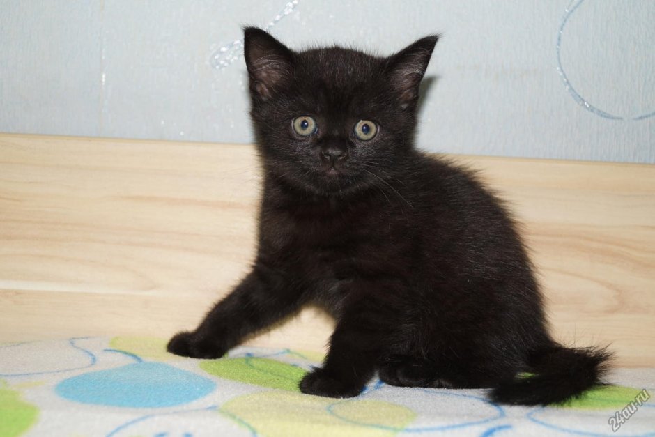 Шотландский скоттиш страйт черный